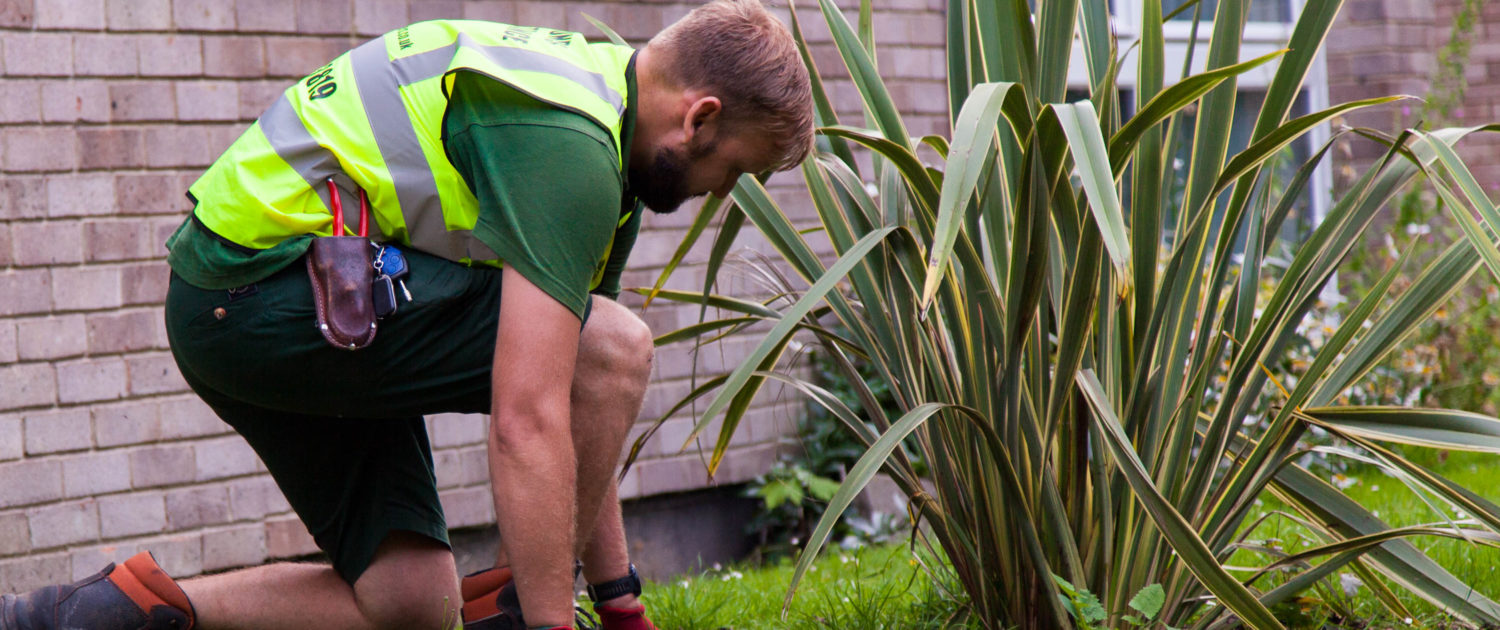 Weed Control in London and Surrey by Grass Barbers
