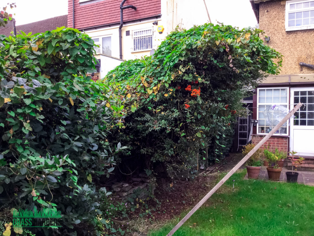 Garden Clearance, Waste Removal & Overgrown Garden Cleanup in Thornton Heath CR7