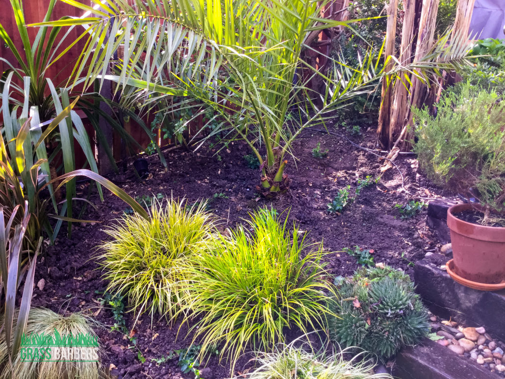 Garden Clearance, Waste Removal & Overgrown Garden Cleanup in Wimbledon SW19