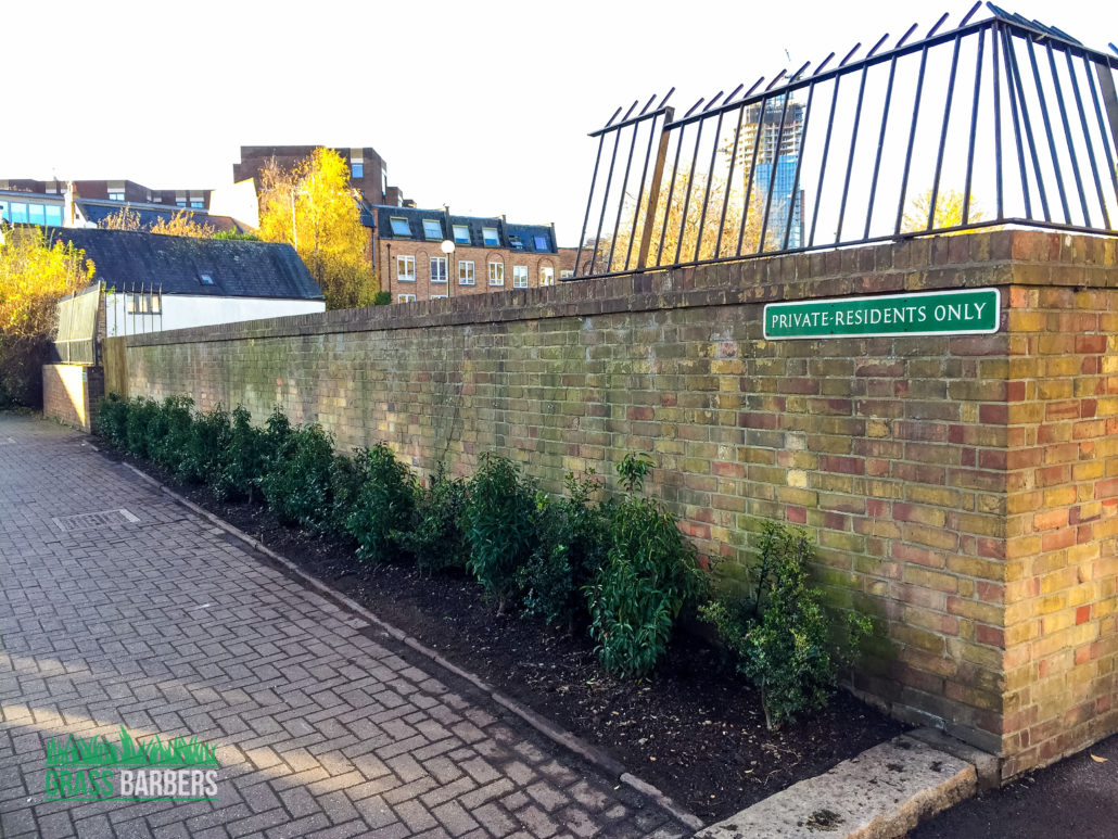 Reliable Hedge Removal & Replanting Services in Battersea SW11