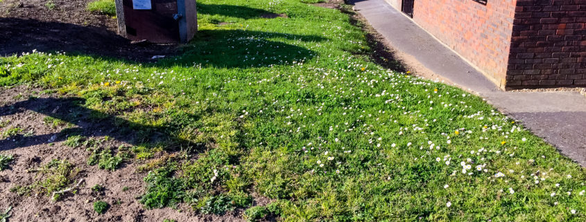 Commercial Grounds Maintenance Project in Croydon CR0