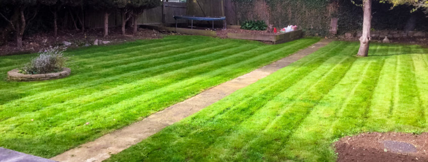 Garden Clearance Project in Carshalton SM5