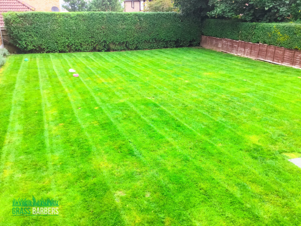 Grass Cutting, Garden Maintenance, Lawn Care & Hedge Trimming in Purley CR8