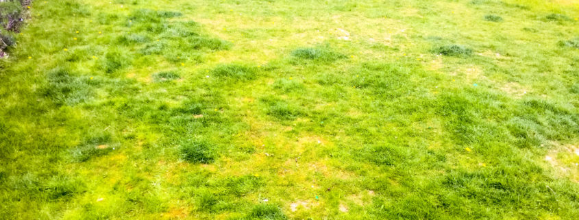 Grass Cutting and Garden Maintenance project in Purley CR8