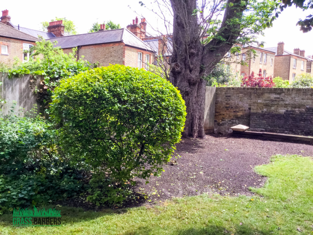 Grass Cutting, Garden Maintenance & Lawn Care Services in Clapham SW4