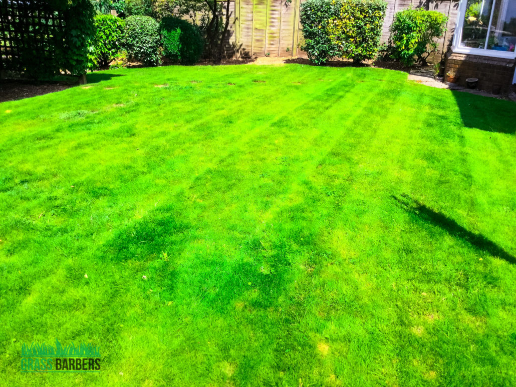 Lawn Care and Garden Maintenance Project in Wallington SM6