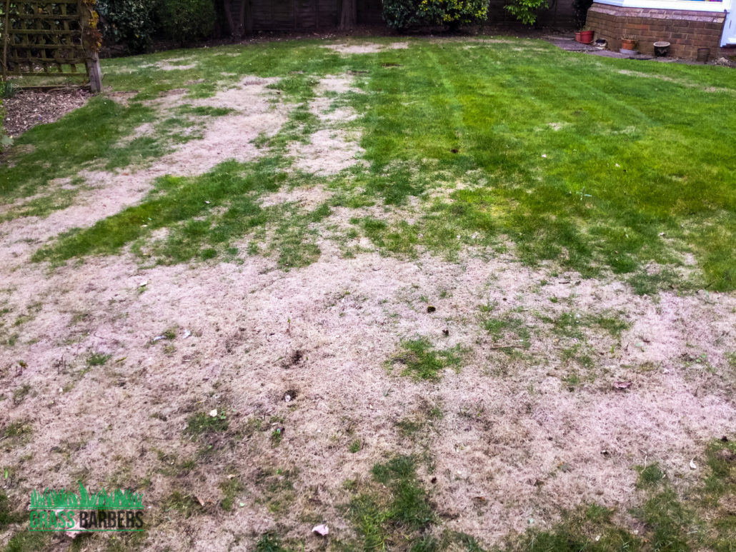 Professional Lawn Care & Garden Maintenance Services in Wallington SM6