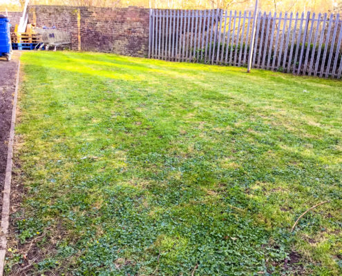 Commercial Grounds Clearance Project in Forest Hill SE23