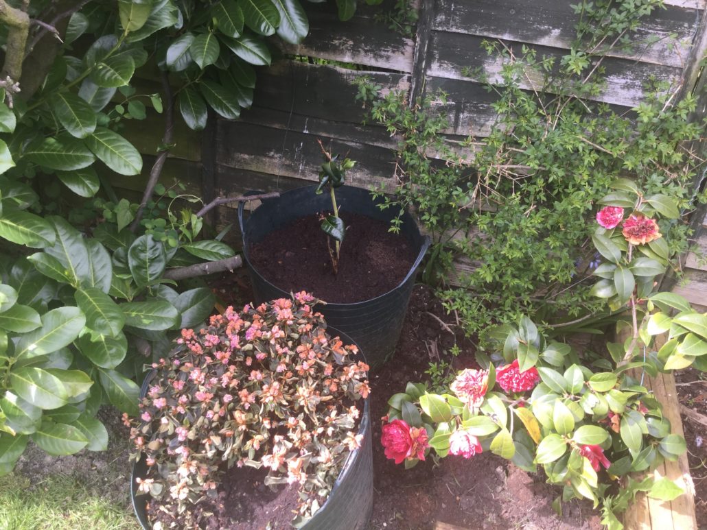 Garden Maintenance, Lawn Care & Hedge Trimming Services in Sutton SM3