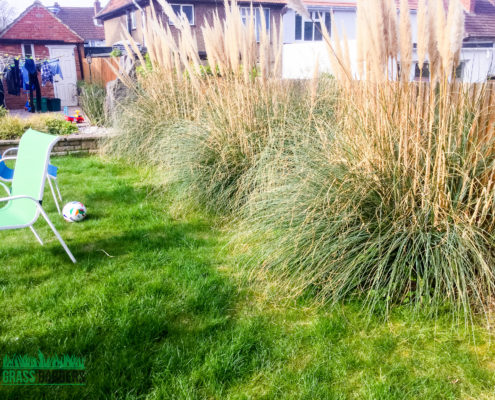 Garden Maintenance Project in South Croydon CR2