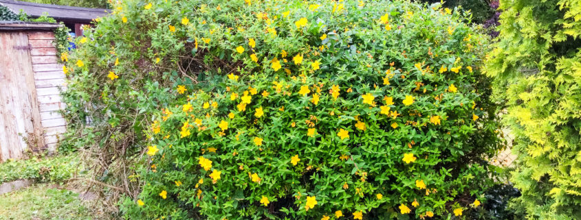 Grass Cutting and Gardening Project in Selsdon CR2