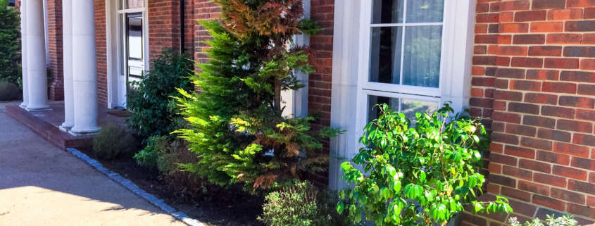 Garden maintenance services in Oxshott KT22