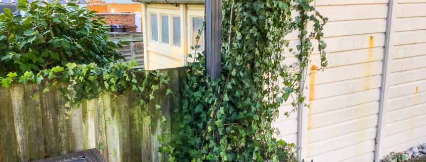 Garden Maintenance Project in Epsom KT19